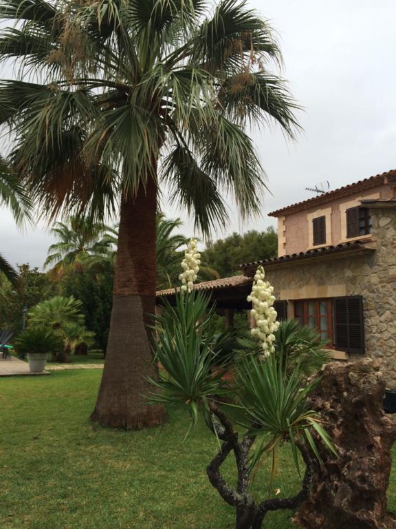 Jardi De Papallones Pollença Extérieur photo